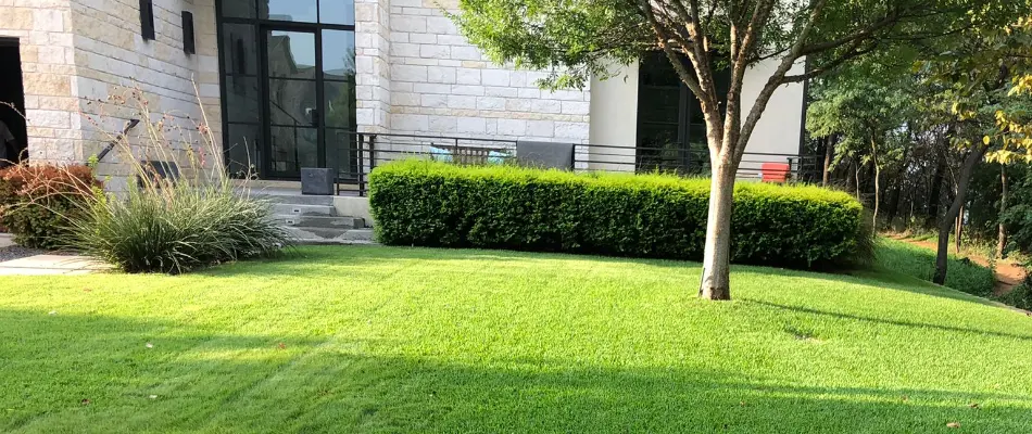 Healthy, green grass in Southlake, TX, with trees and shrubs.