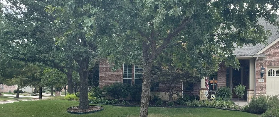 Healthy green trees in a yard in Dallas, TX.