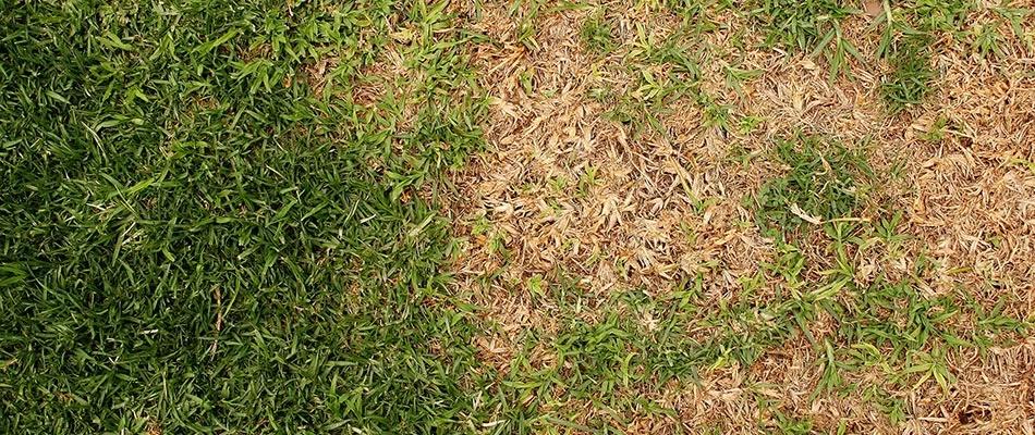 Infected lawn with brown patch disease in Dallas, TX.