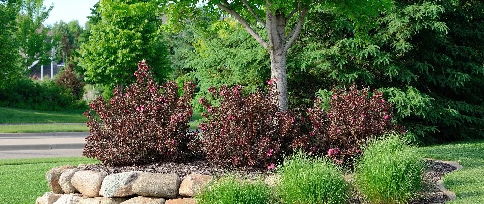 Landscape bed in Melissa, TX, with shrubs, tree, and rock wall.