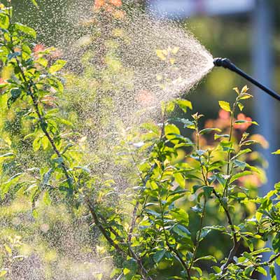 Landscape shrubs sprayed with disease control in Fort Worth, Texas.