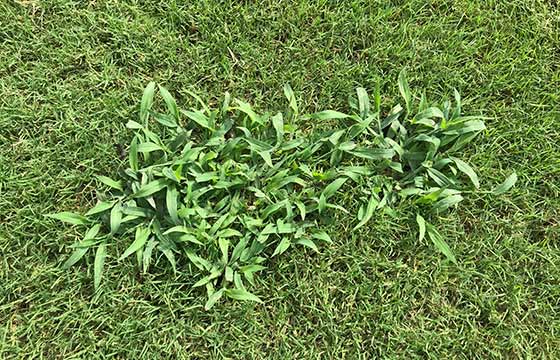 Large cluster of crabgrass in a lawn near Fort Worth, TX.