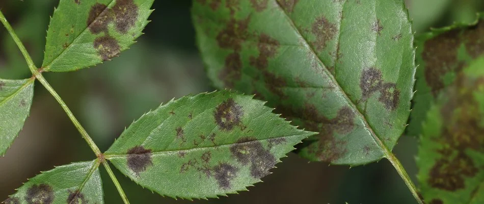 Entomosporium leaf spot disease on a leaf in Dallas, TX.