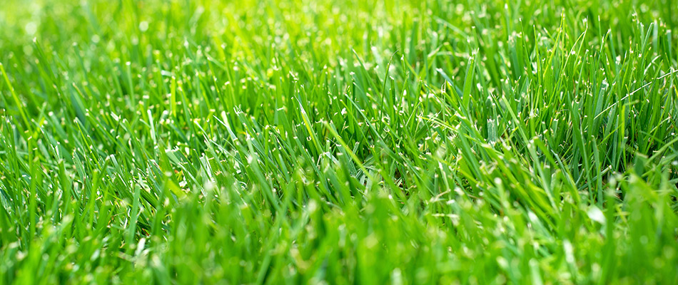 Luscious grass blades in lawn after services performed in Fort Worth, TX.