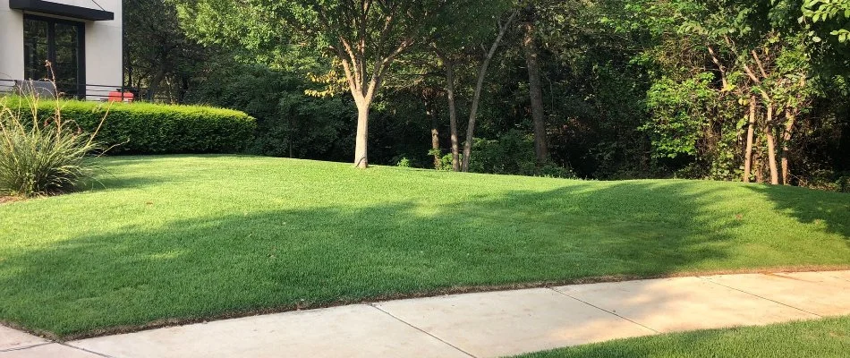 Lush grass along a sidewalk and trees in Krugerville, TX.