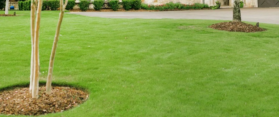 Lush green lawn in Hurst, TX, with small trees.