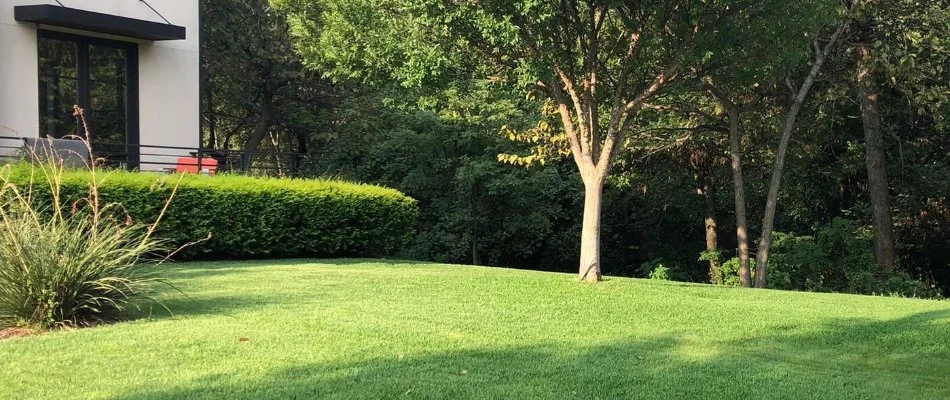 Neat, green grass with healthy plants in Colleyville, TX.