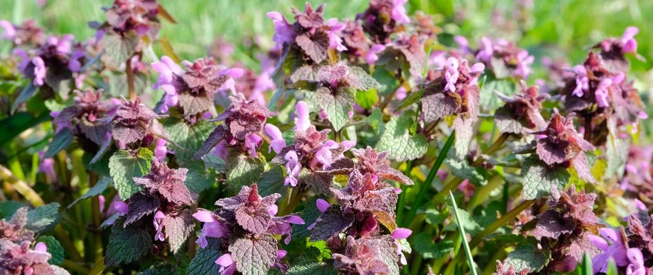 Purple deadnettle and its flowers in Dallas, TX.