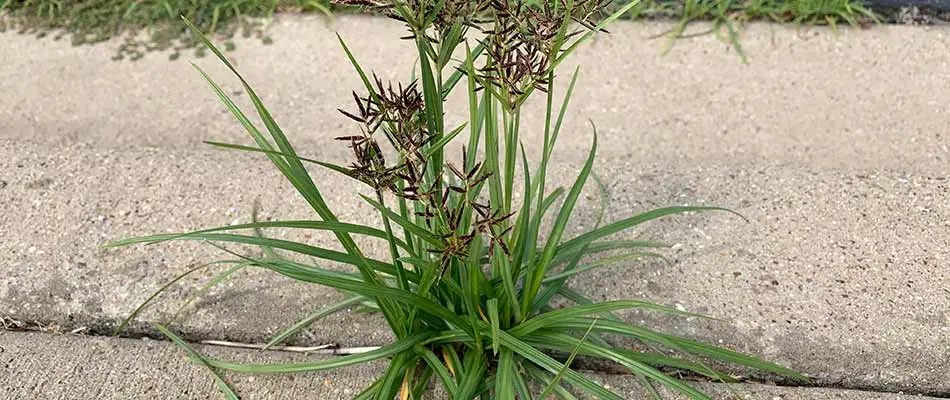 Purple nutsedge growing in a sidewalk at a home in Fort Worth, Texas.