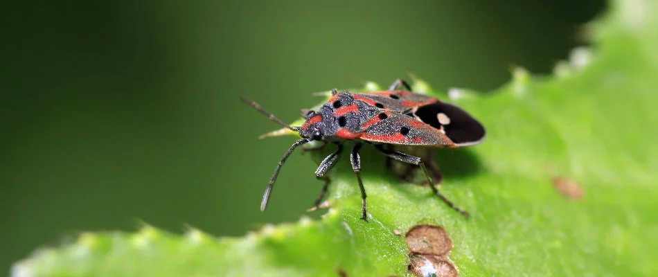 Chinch bug chewing on vegetation in Dallas, TX.