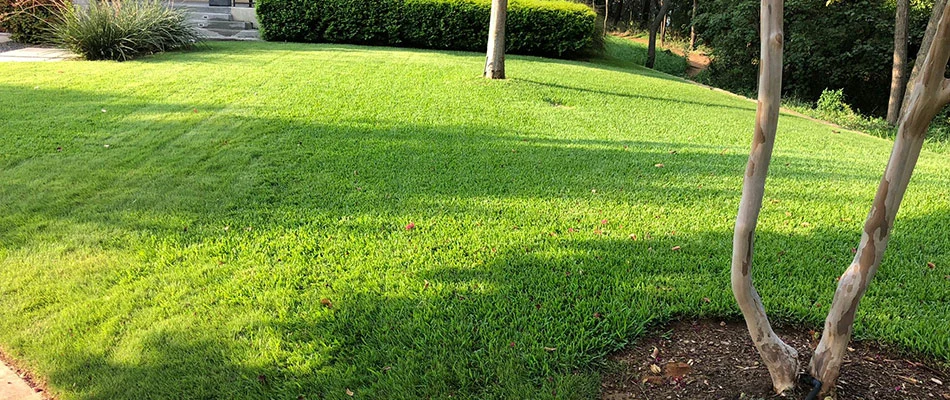 Serviced lawn by Weedex Lawn Care in Arlington, TX.