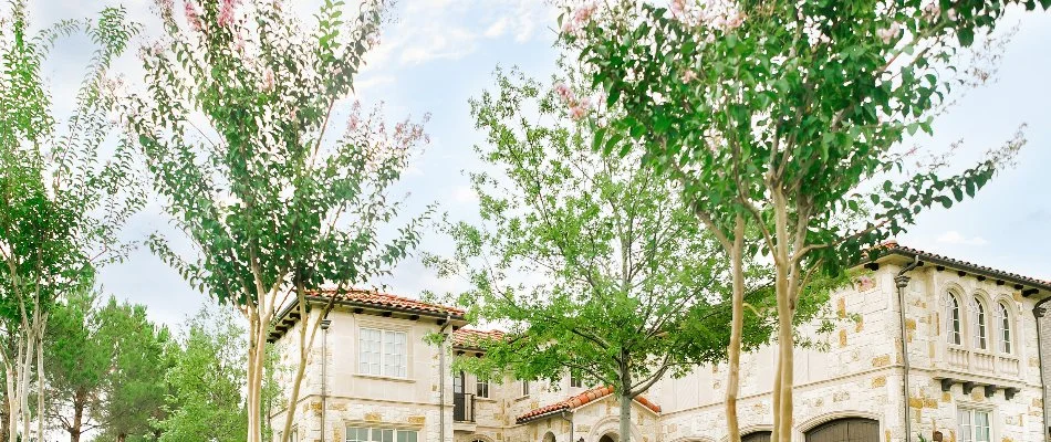 Small trees in Royse City, TX, with green foliage and flowers.