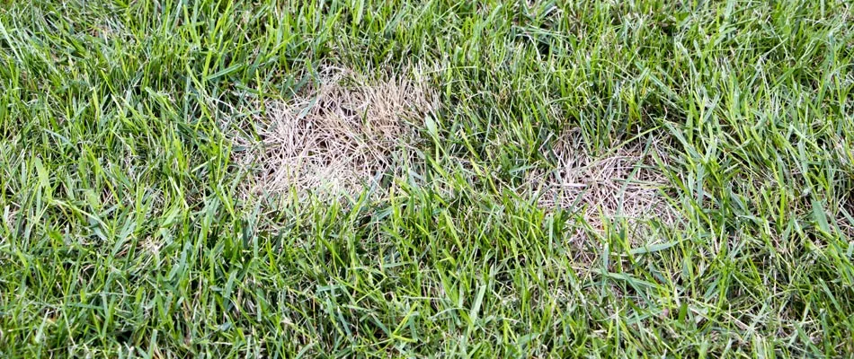 Stressed drought patches in a lawn from chinch bug infestation in Dallas, TX.