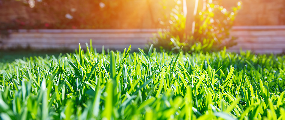 Sun peaking over a healthy serviced lawn in Dallas, TX.