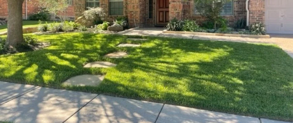 Thick green grass in Saginaw, TX, under a tree.