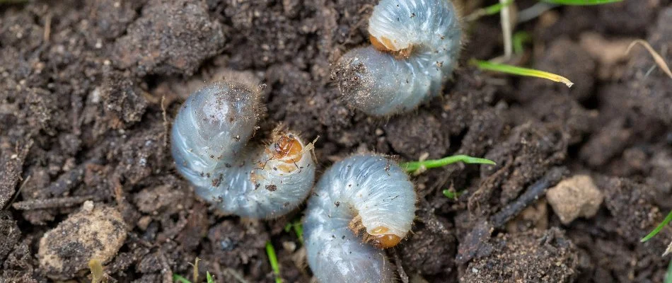 Three grubs in the soil in Dallas, TX.