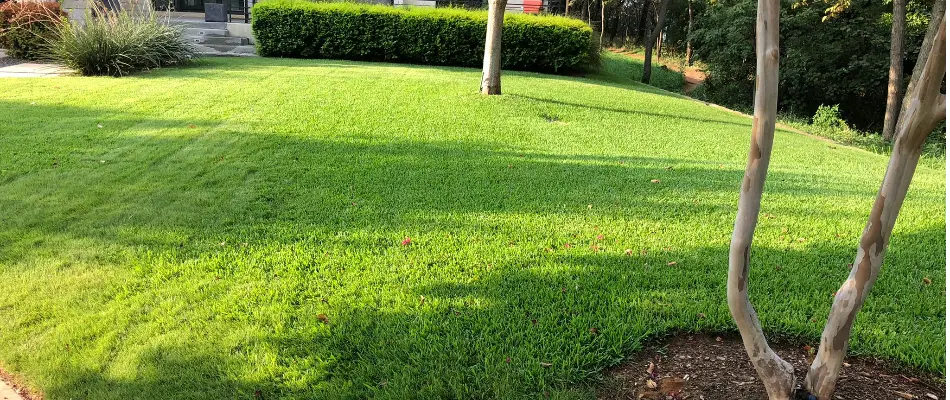 Vibrant, green grass in Bartonville, TX, with trees.