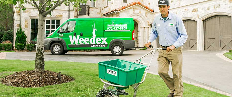 Weedex Lawn Care lawn tech fertilizing a yard in Plano, Texas.