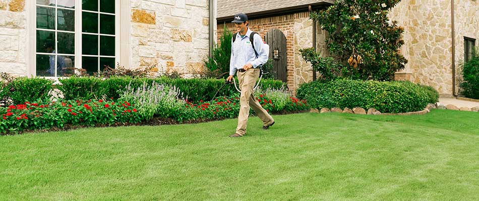 Weedex Lawn Care technician treating lawn grass in Garland, Texas.