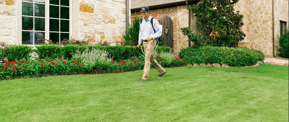 Worker in Rowlett, TX, using a backpack sprayer to treat a lawn.